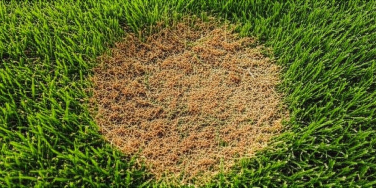 Why Your Lawn Has Brown Patches and How to Fix Them