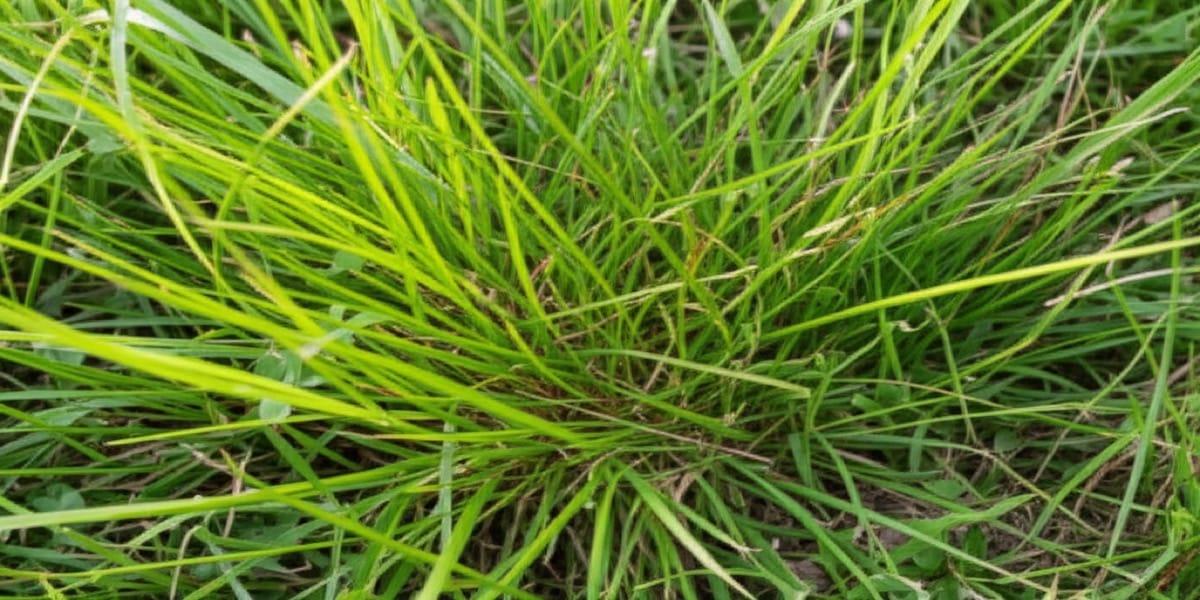 How to Control Crabgrass Before It Takes Over