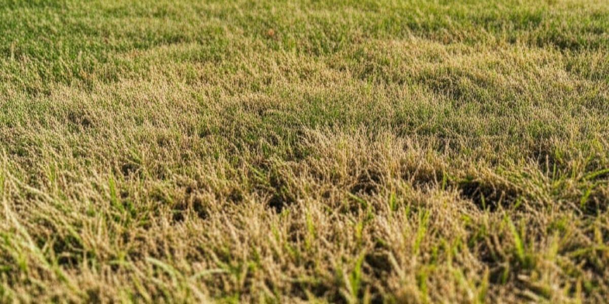 Summer Lawn Stress: Heat and Drought Recovery