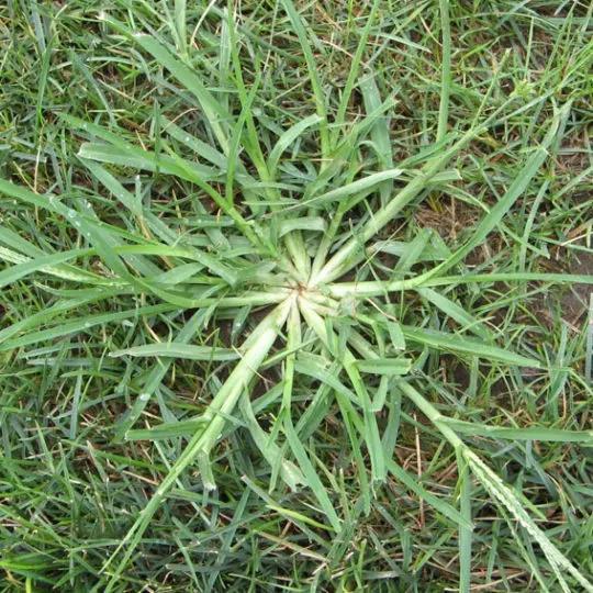 Crabgrass Treatment Procedure 