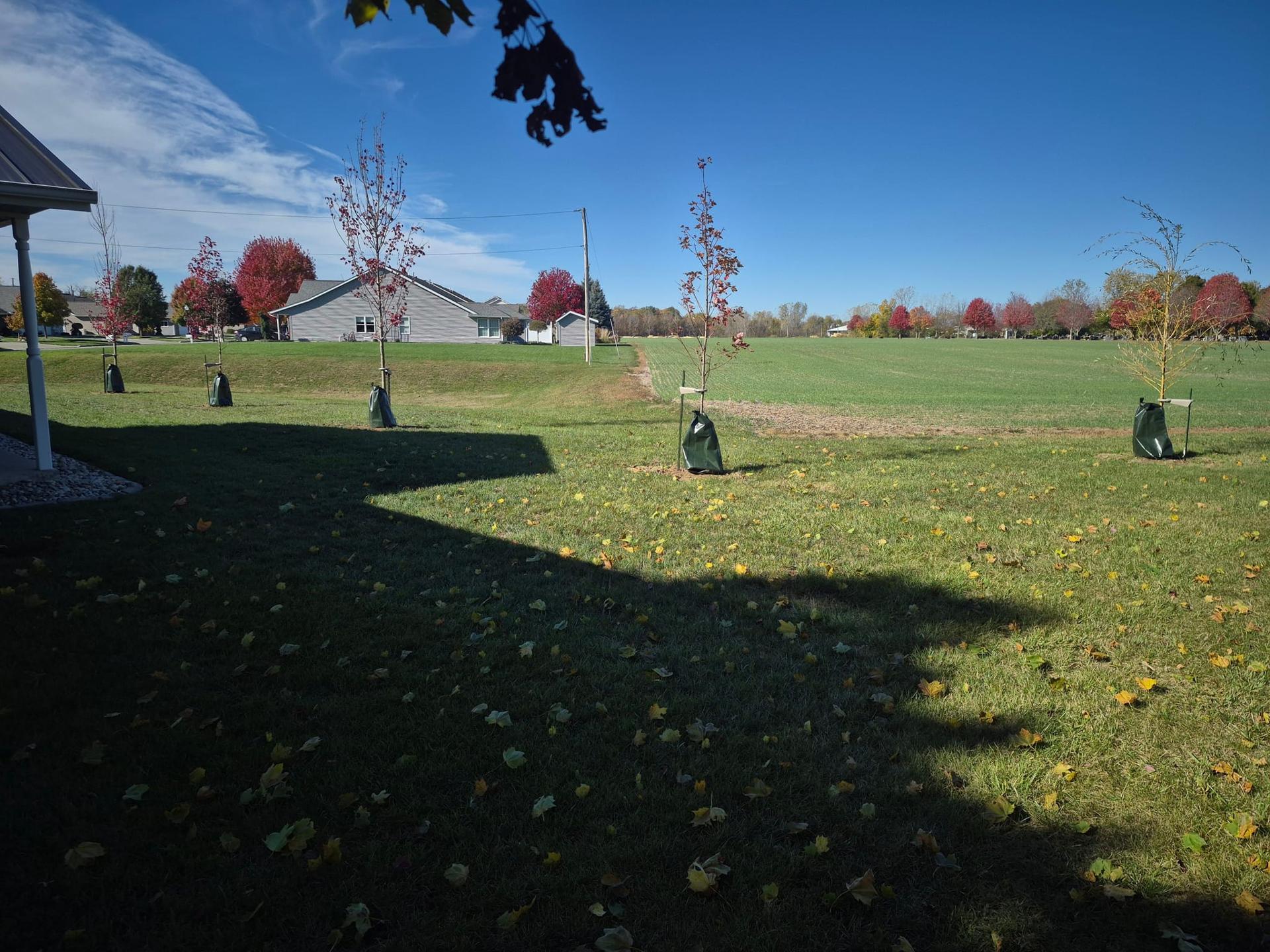 Backyard After Trees Installed