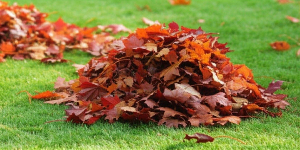 Fall leaf removal protecting lawn health in Fort Wayne Indiana