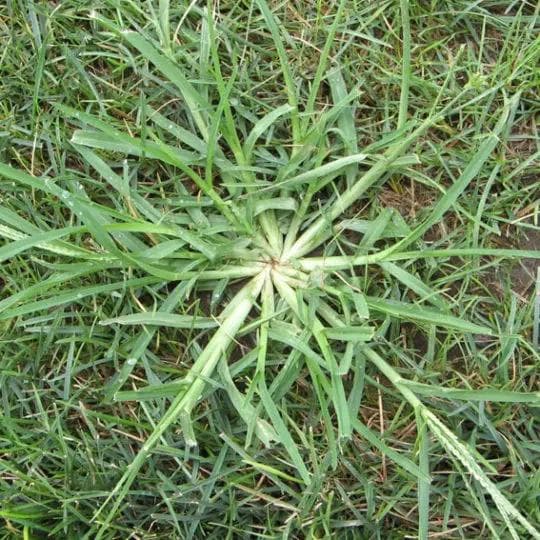 Crabgrass Treatment Procedure