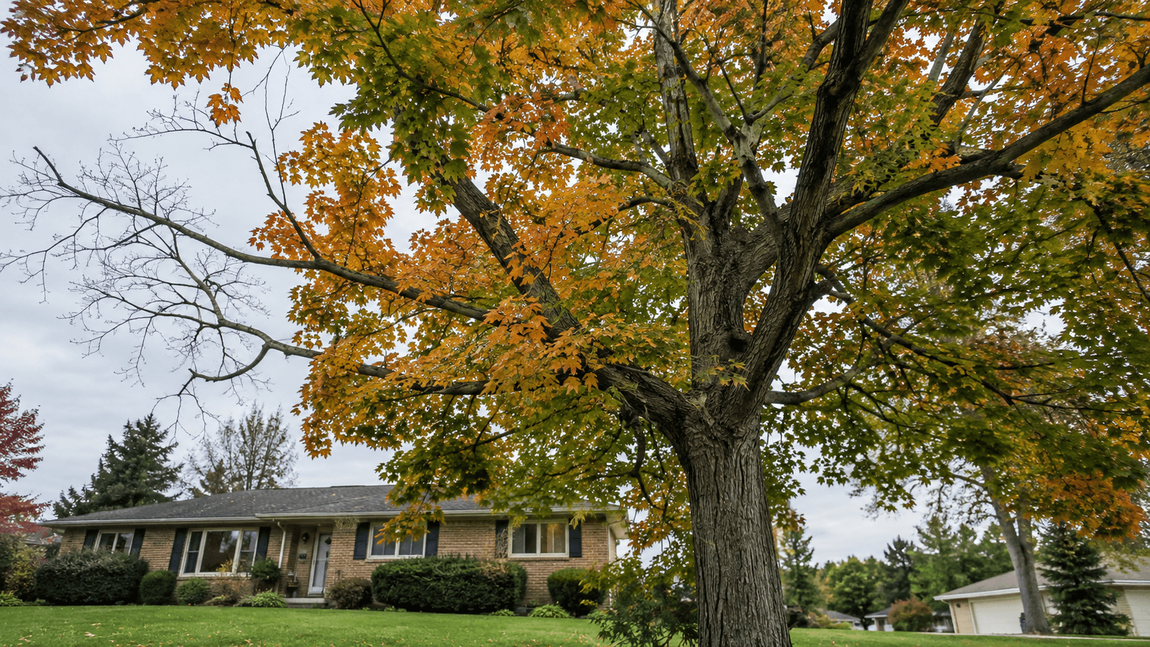 Signs a Tree Needs Pruning Before Winter in Fort Wayne