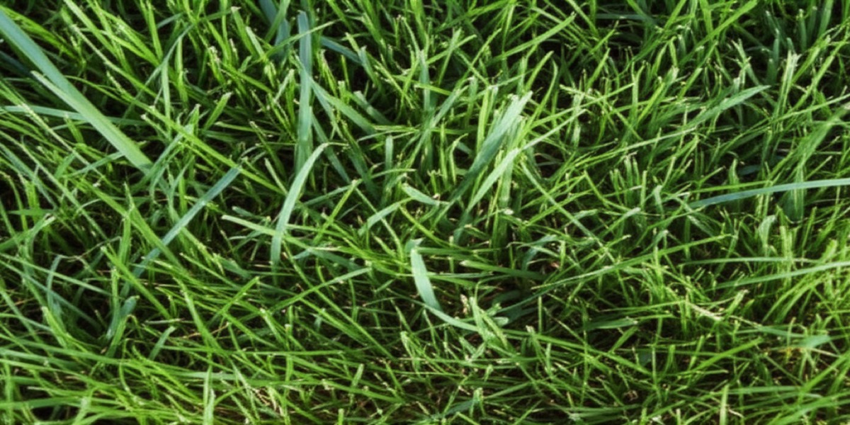 Beautiful Kentucky bluegrass lawn in Fort Wayne Indiana neighborhood