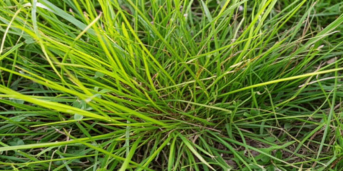 Healthy lawn free of crabgrass in Fort Wayne Indiana
