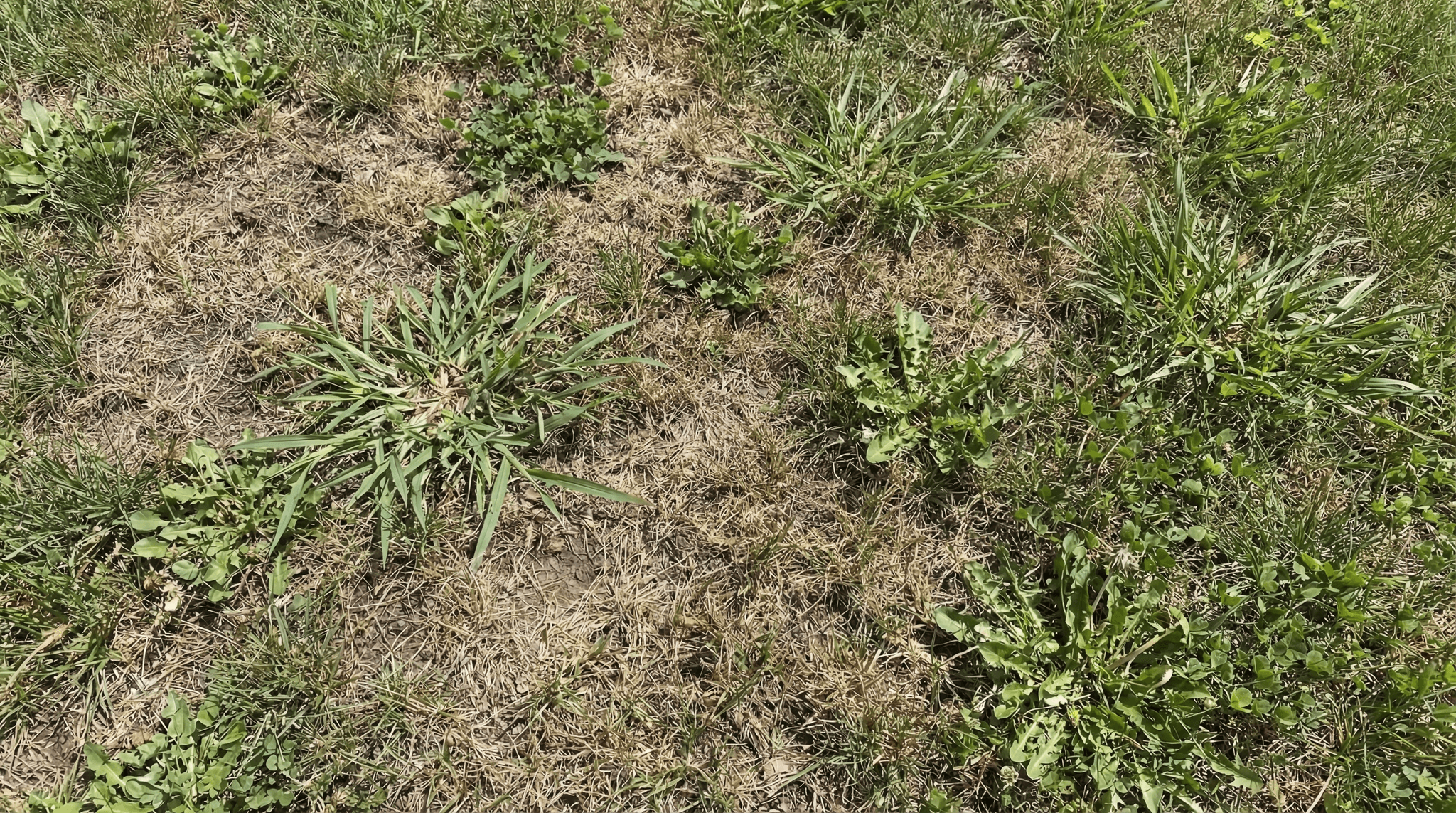 Common lawn problems including rusty orange patches caused by lawn rust fungus in a Northeast Indiana yard