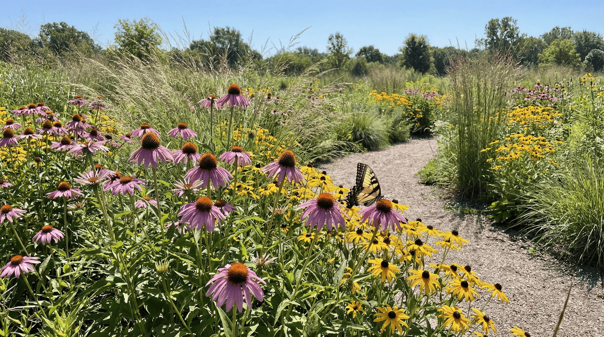 Native Indiana plants including purple coneflower and black-eyed Susan thriving in a Fort Wayne garden