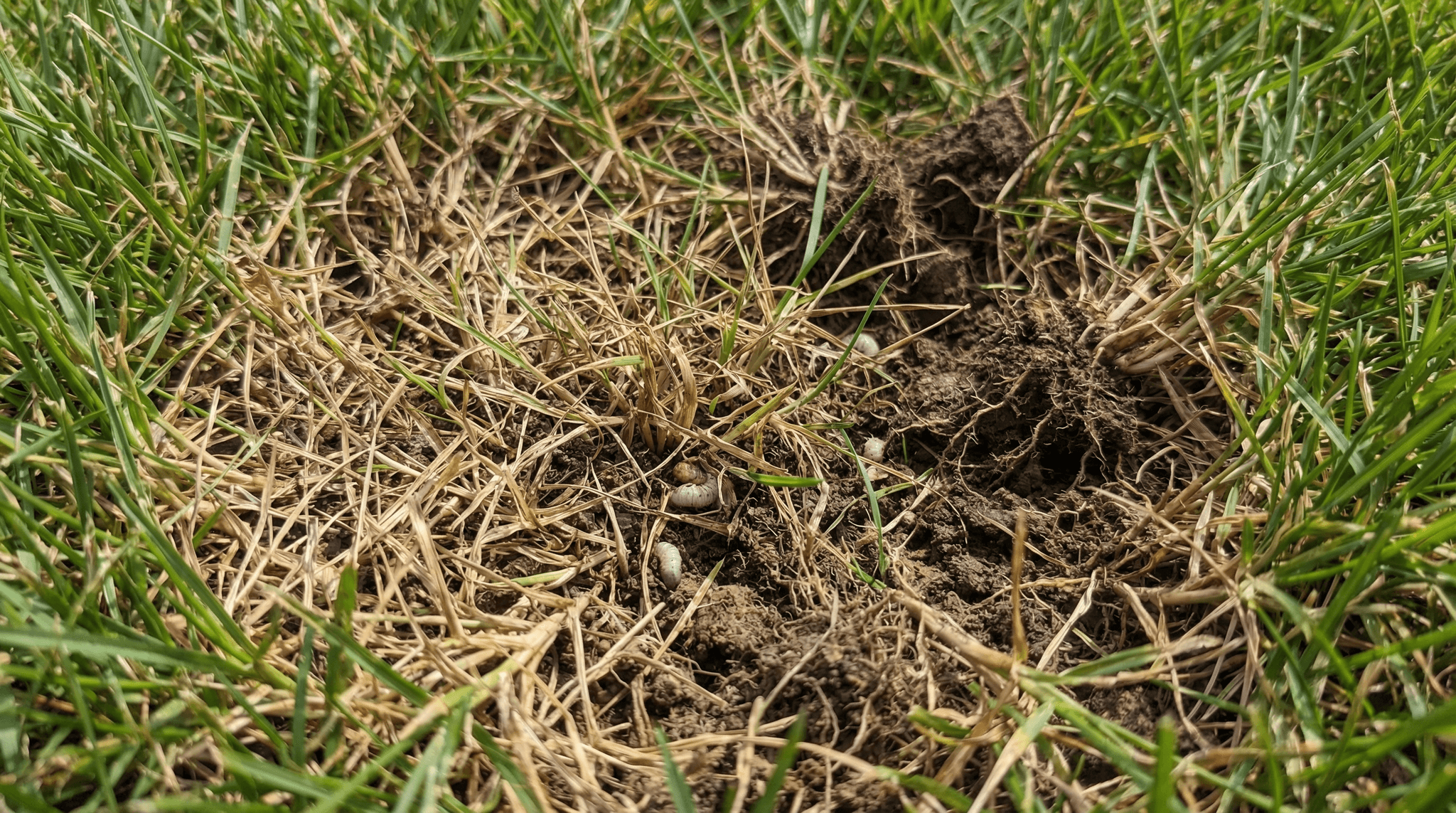 Lawn pest control treatment targeting mole damage and tunneling on a Fort Wayne Indiana residential property