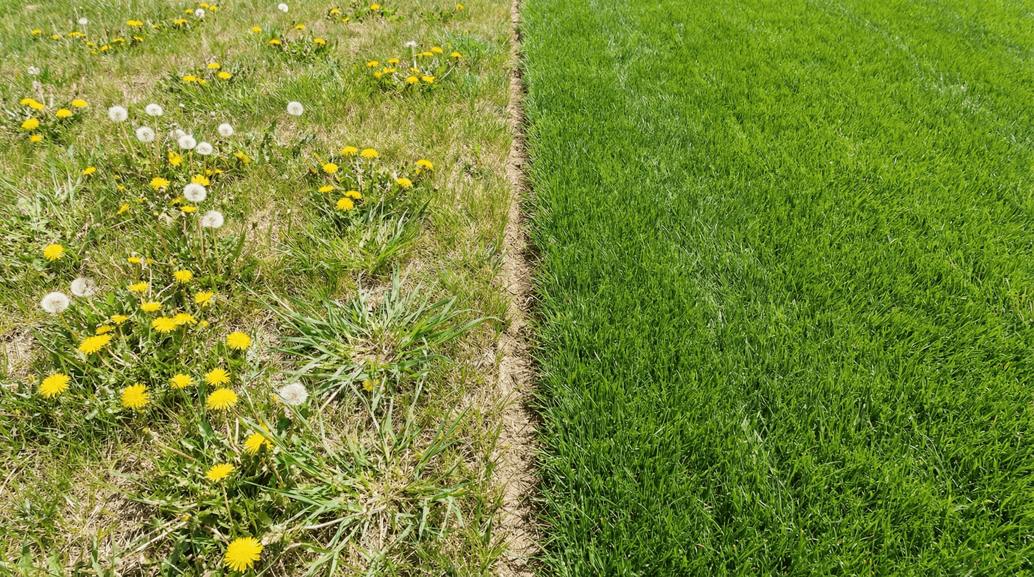 Crabgrass and weed control treatment on a Fort Wayne Indiana residential lawn to prevent invasive weeds