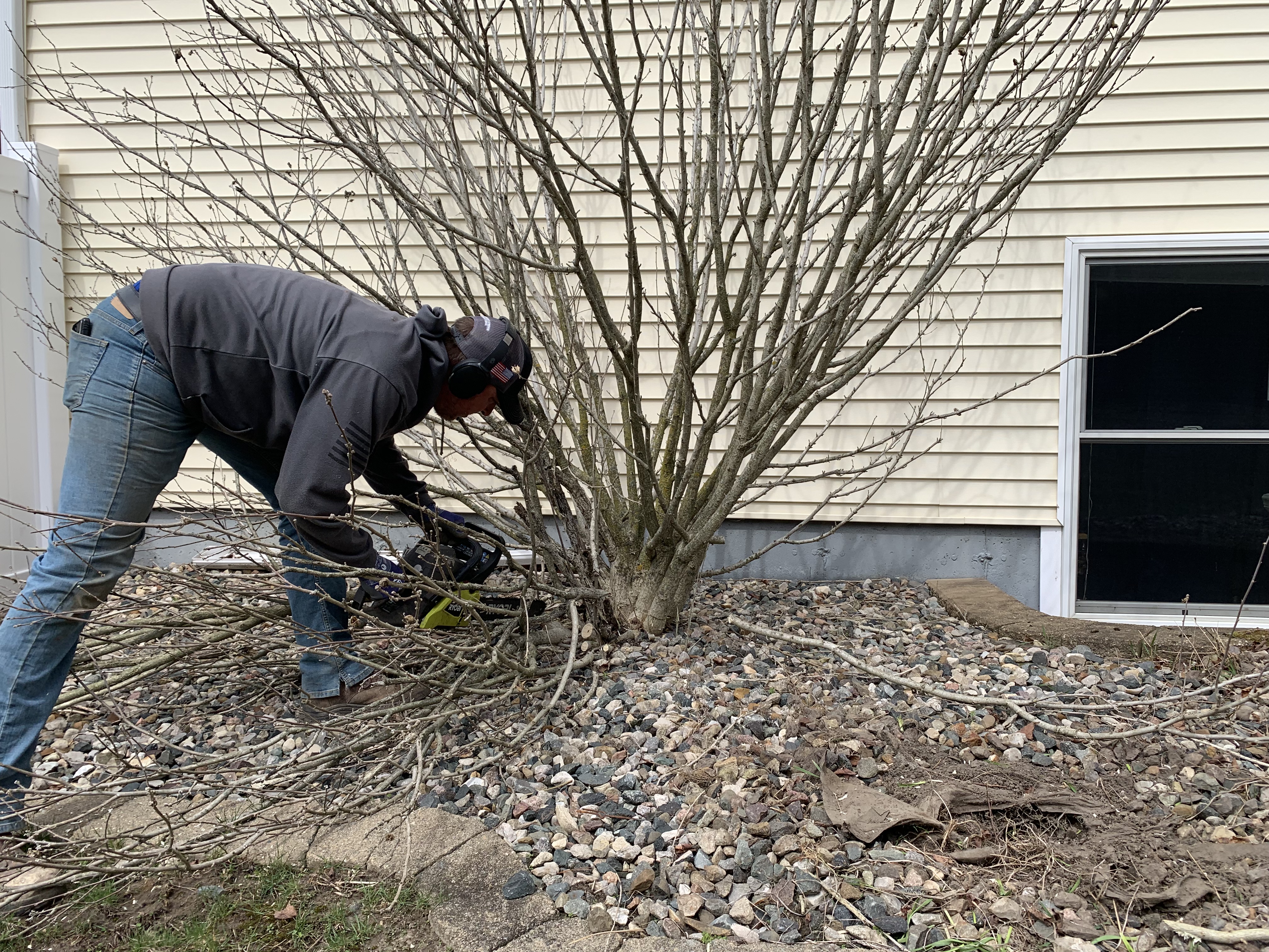 Tree & Shrub Care Tree & Shrub Care image